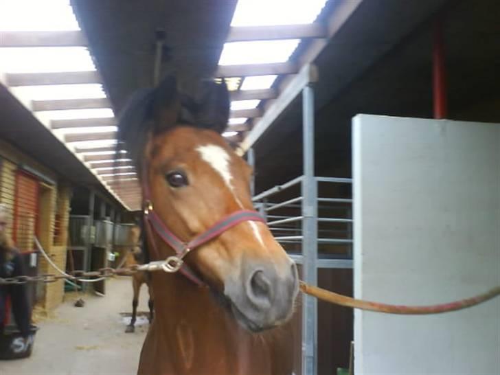 New Forest Jasmin <'33 - haha elsker diig<33 billede 19