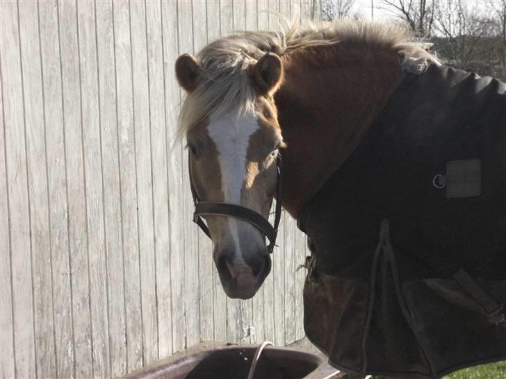 Tyroler Haflinger Fenny billede 12