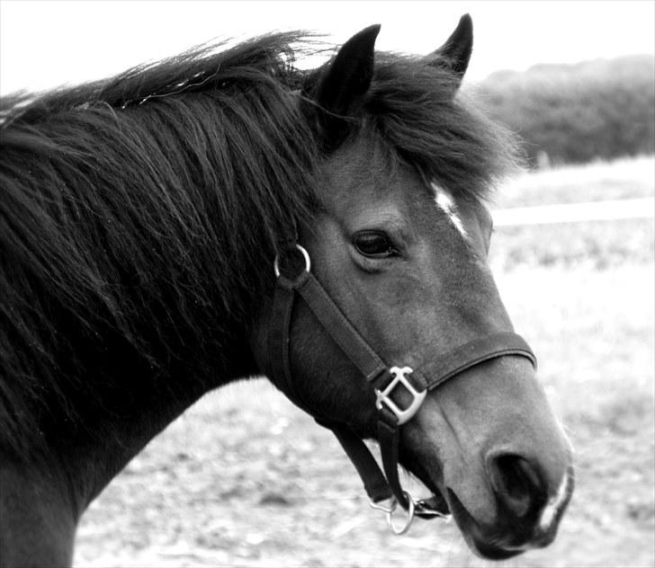 Anden særlig race Pretty - Hvil i fred! - Det man har set med sjælens øje, kan aldrig ødelægges.               Sommerferien 2010 billede 10
