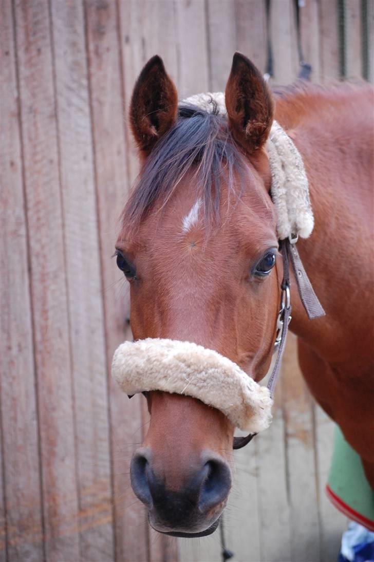 Anden særlig race Coma Estrello<3333 - I stalden billede 3