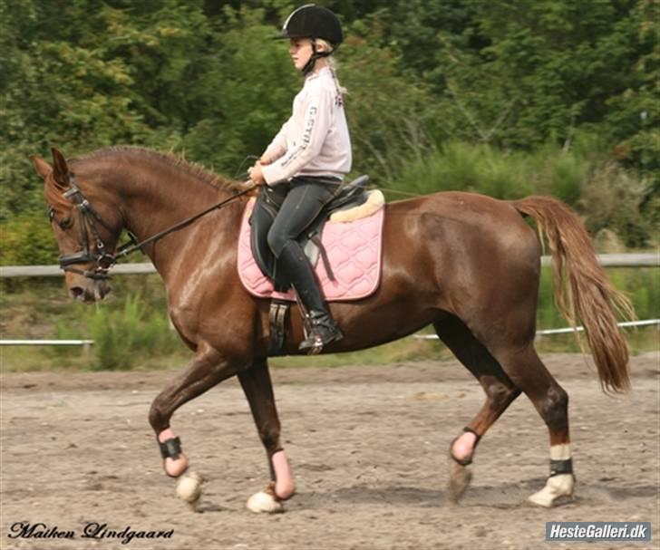 Welsh Cob (sec D) *Gaiety* solgt - Elsker dig skat... 2009 billede 16