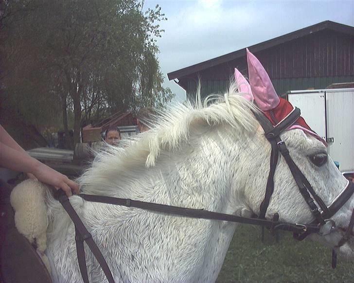 Anden særlig race chicken  R.I.P <3 billede 4