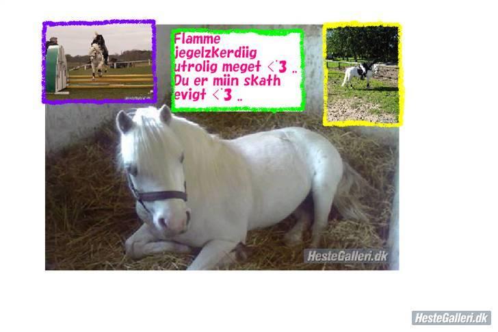 Welsh Mountain (sec A) møllegaards Flamme Solgt billede 18