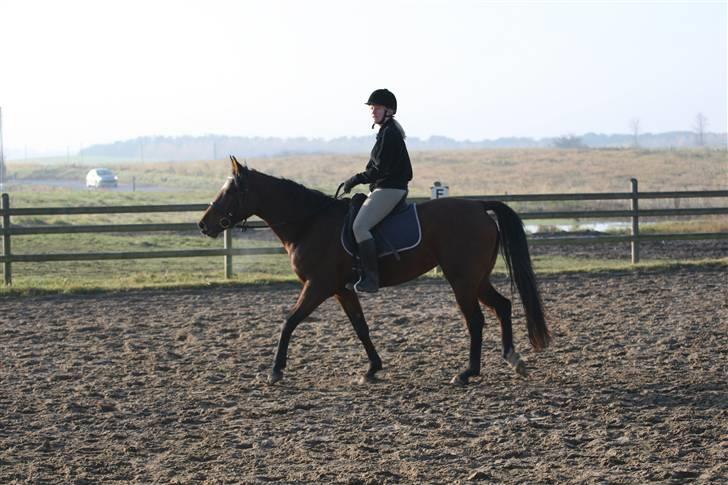 Anden særlig race Midnights Frida Kahlua  billede 16