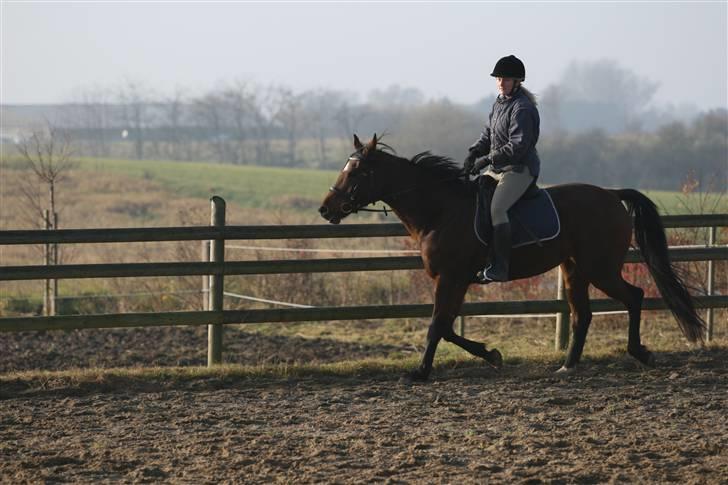 Anden særlig race Midnights Frida Kahlua  - 17-11-07 billede 18