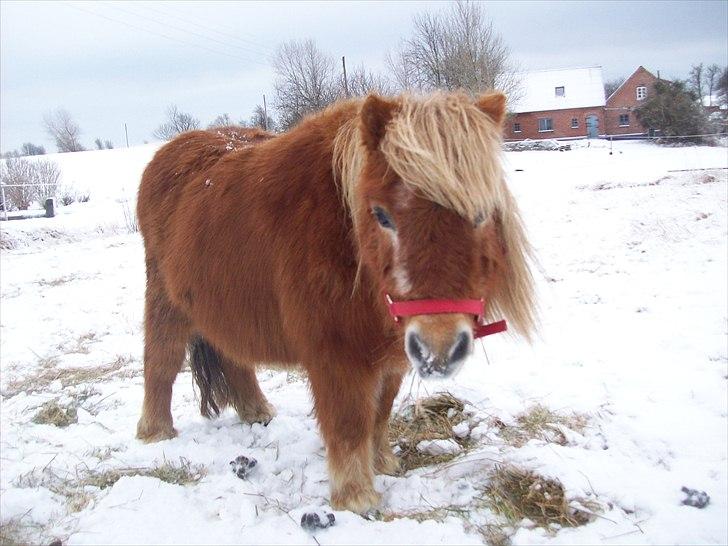 Shetlænder Fanny  - 1#  Velkommen til Fanny´s profil, - Den lille vinter bamse :-D Foto: JGM december 2010. billede 1