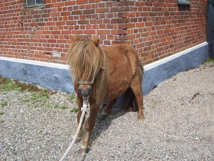 Shetlænder Fanny  - 2# Hehe, altså Fanny.. Foto: JGM 2009. billede 2
