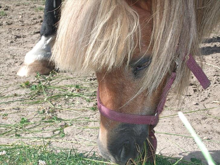 Shetlænder Fanny  - 3# A friend is someone who knows the song in your heart, and can sing it back to you when you have forgotten the words..  Foto: JGM 2010. billede 3