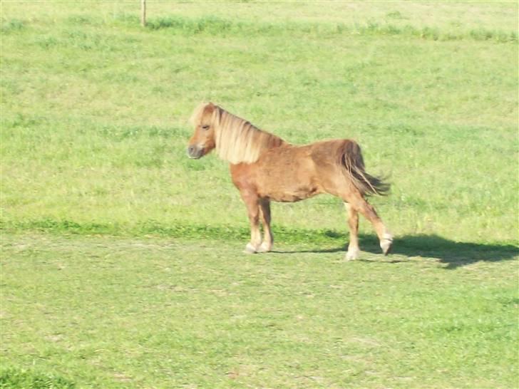 Shetlænder Fanny  - 5# Man skal jo lige strække sig når man har sovet.. ;-) Foto: JGM 2009. billede 5