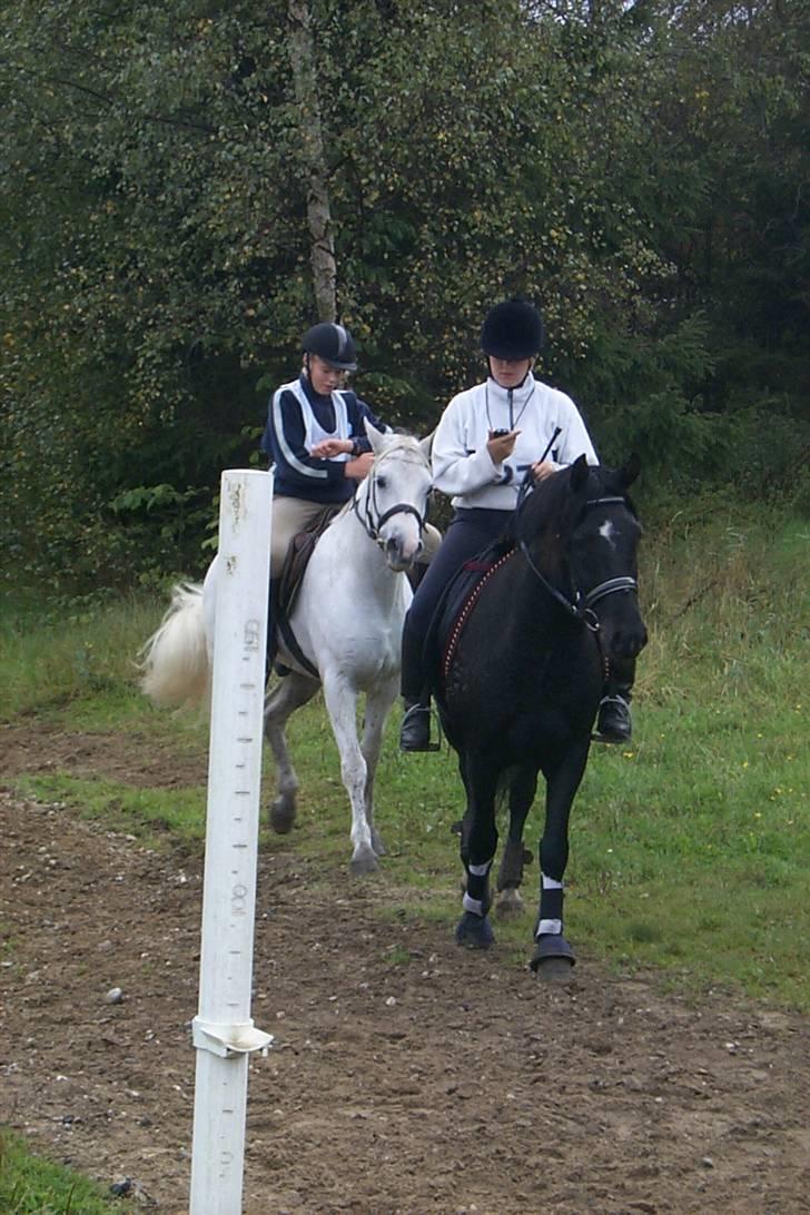 Connemara Earrach billede 7