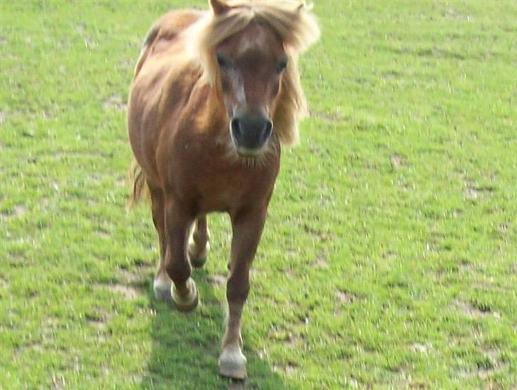 Shetlænder Fanny  - 6# Man elsker kun det man ikke ejer helt.. Foto: JGM 2010. billede 6