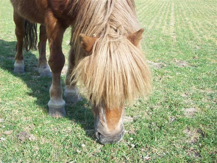 Shetlænder Fanny  - 7#  . Foto: JGM 2010. billede 7