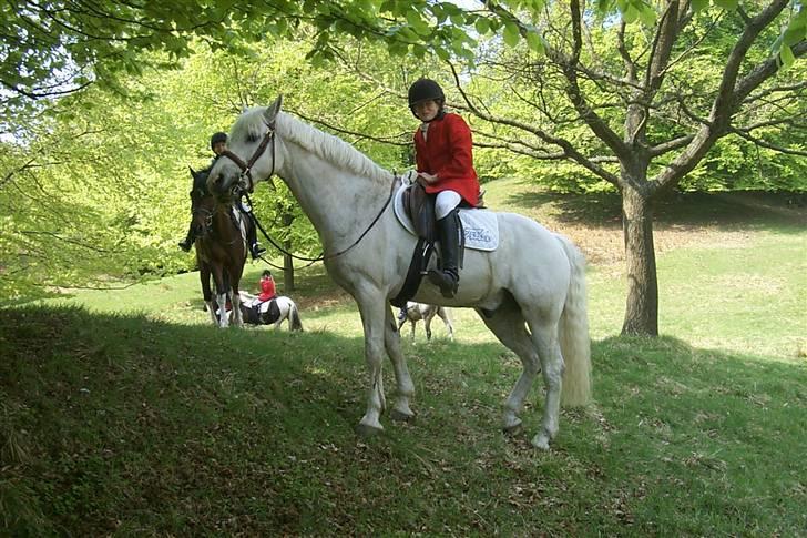 Connemara Earrach billede 14