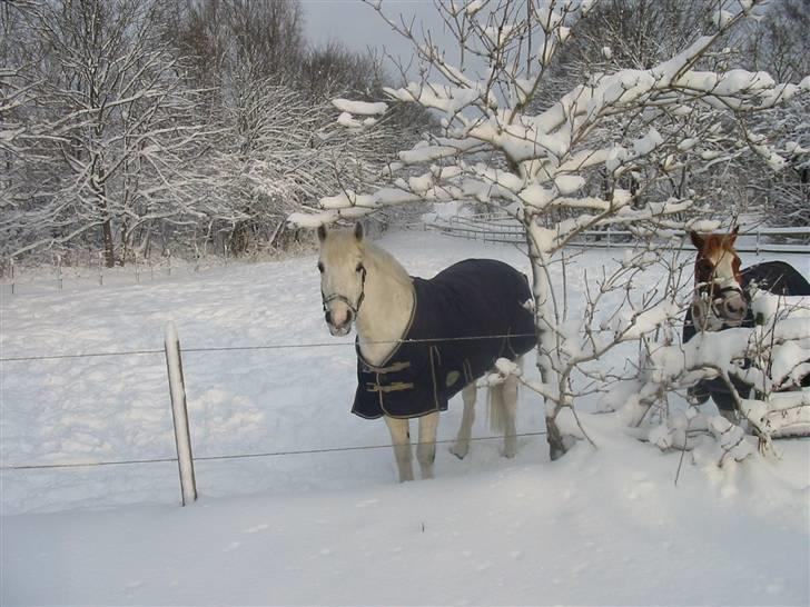 Connemara Earrach billede 17