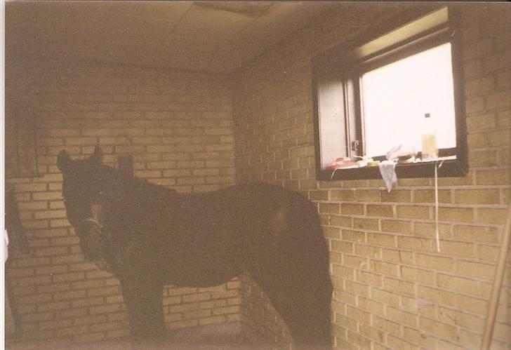 Anden særlig race Ringo (solgt  og efterlys billede 3