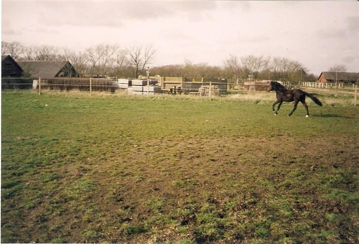 Anden særlig race Ringo (solgt  og efterlys billede 6