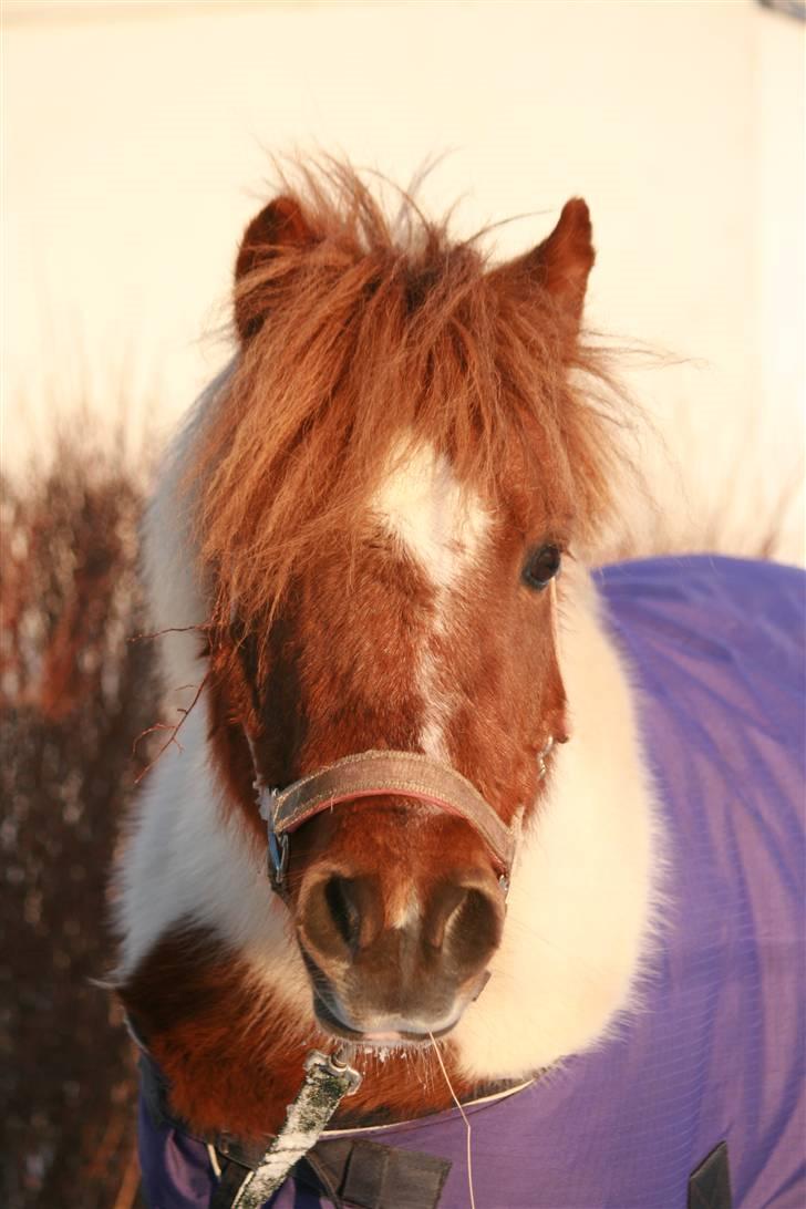 Shetlænder Pony Margrethe  - Foto: Pernille Carlsen billede 17