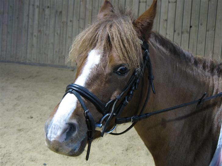 New Forest Avlantis - Avlantis november 2007 billede 7