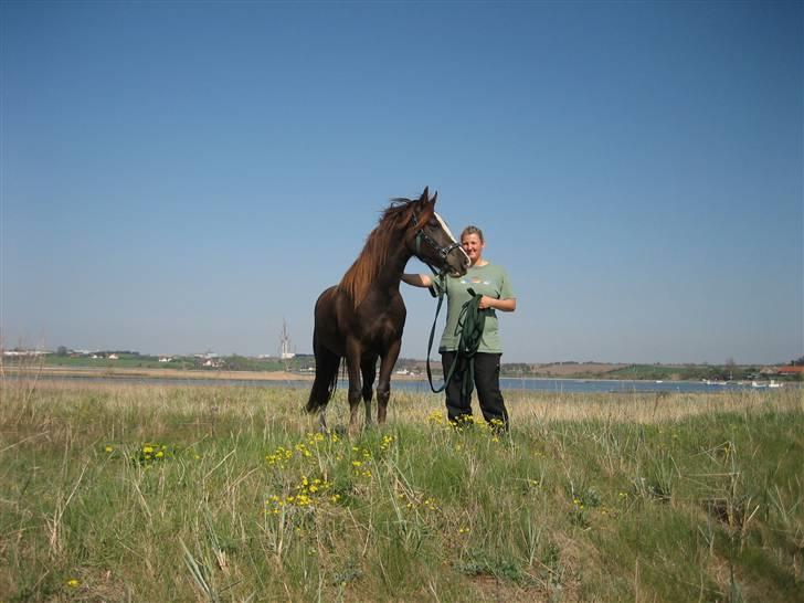 Welsh Pony af Cob-type (sec C) Gribsvads Bino R.I.P - første gå-tur. 2 år billede 2