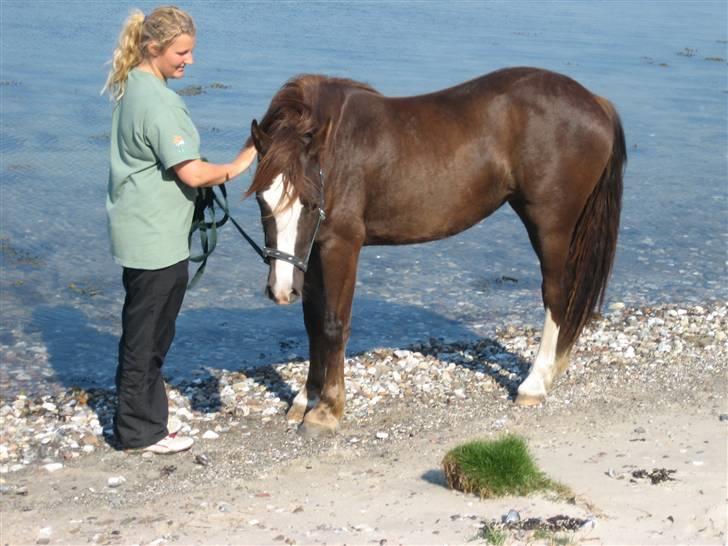 Welsh Pony af Cob-type (sec C) Gribsvads Bino R.I.P - stadig første gå-tur. 2 år billede 4