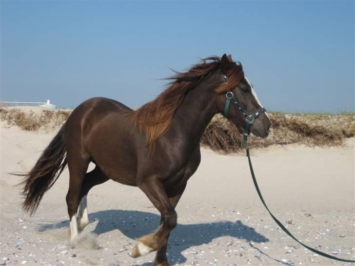 Welsh Pony af Cob-type (sec C) Gribsvads Bino R.I.P - pyyyha, godt at være nede, den var liiidt uhyggelig den skrænt. 2 år billede 8