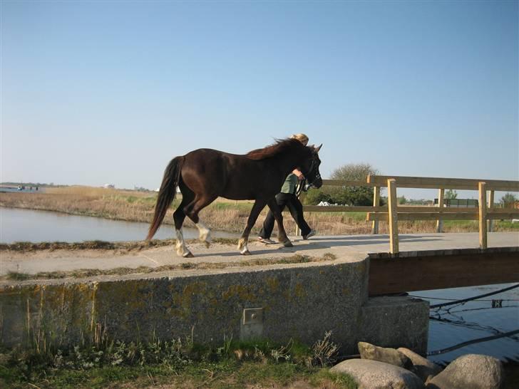 Welsh Pony af Cob-type (sec C) Gribsvads Bino R.I.P - jeg er alligevel ikke så bange - tør også godt gå over farlige broer på min første tur :-) 2 år billede 9