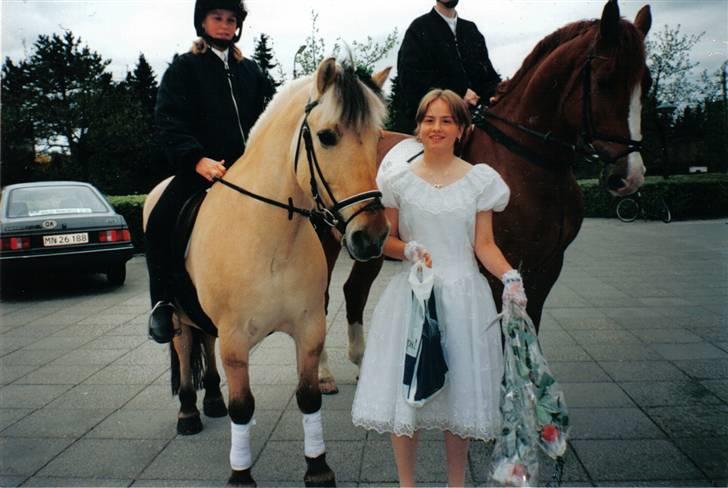 Fjordhest fjumse (for altid savnet) - fjumse til min konfirmation billede 19