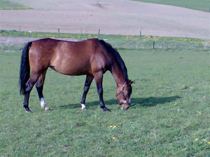 Dansk Varmblod Ferá Krogen - ferá sommeren 2007 billede 1