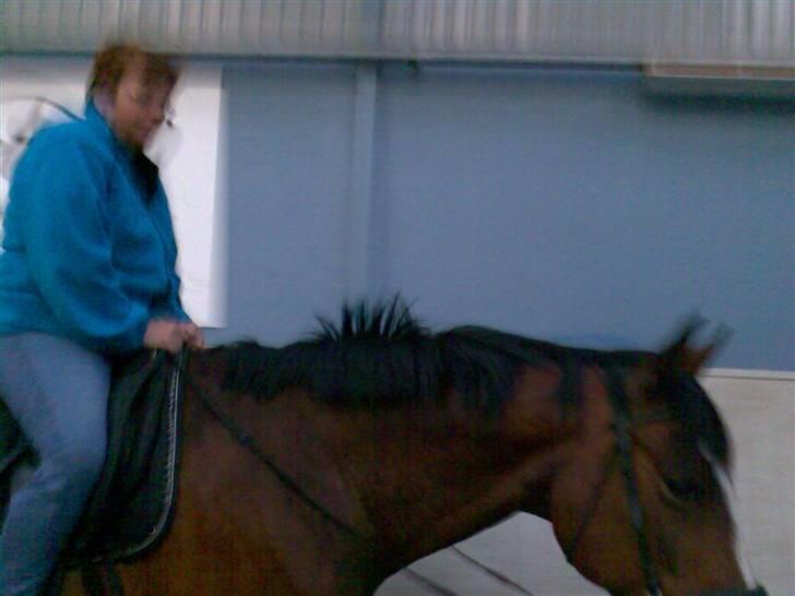 Dansk Varmblod Ferá Krogen - min mor på ferá billede 2