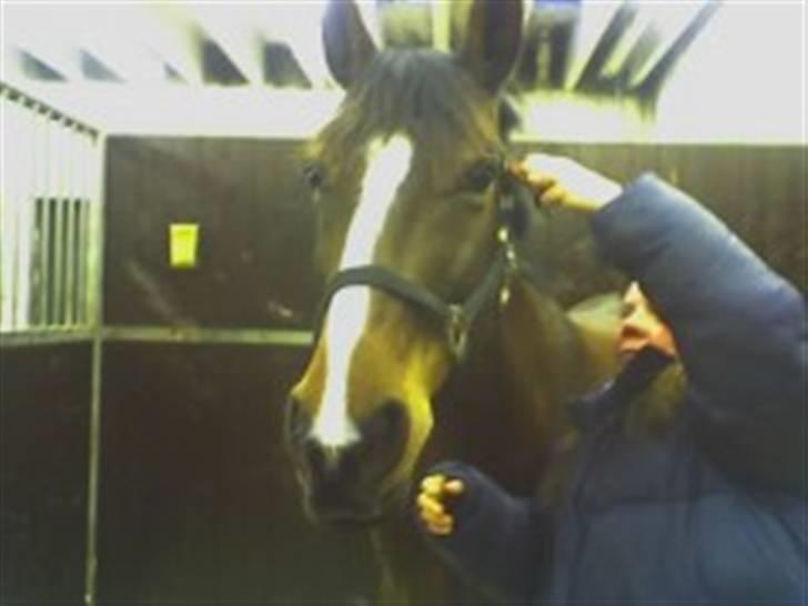 Dansk Varmblod Ferá Krogen - ferá indlagt januar 2007 billede 3