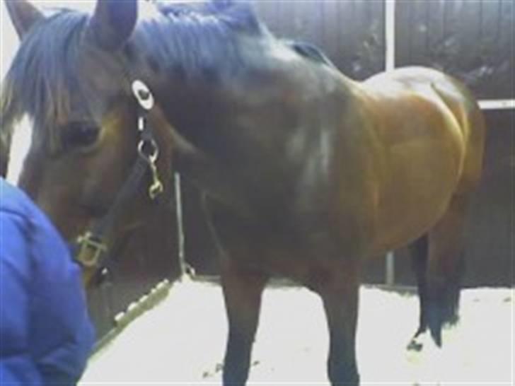 Dansk Varmblod Ferá Krogen - ferá indlagt januar 2007 billede 4