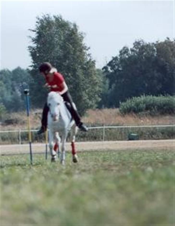 Anden særlig race chicken  R.I.P <3 billede 8