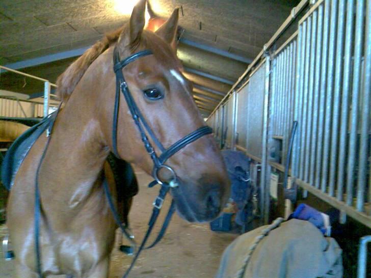 Anden særlig race Stald Gipsys Bandit - bandit <3 billede 1