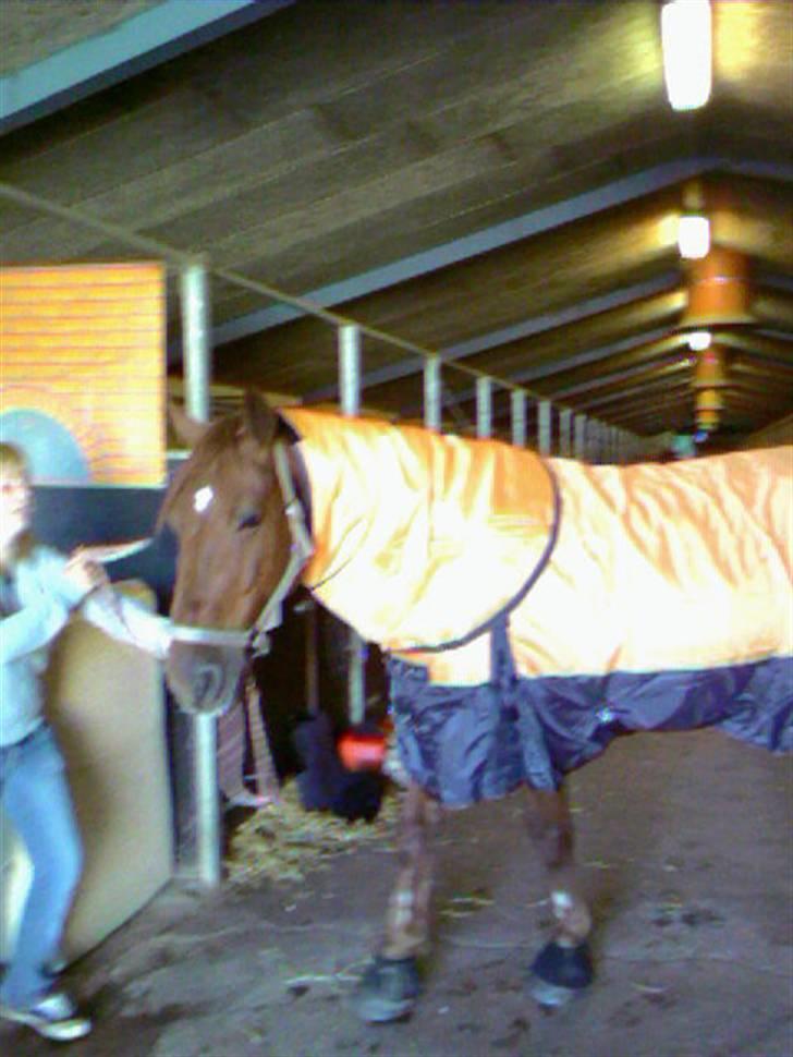 Anden særlig race Stald Gipsys Bandit - nyt dækken billede 2