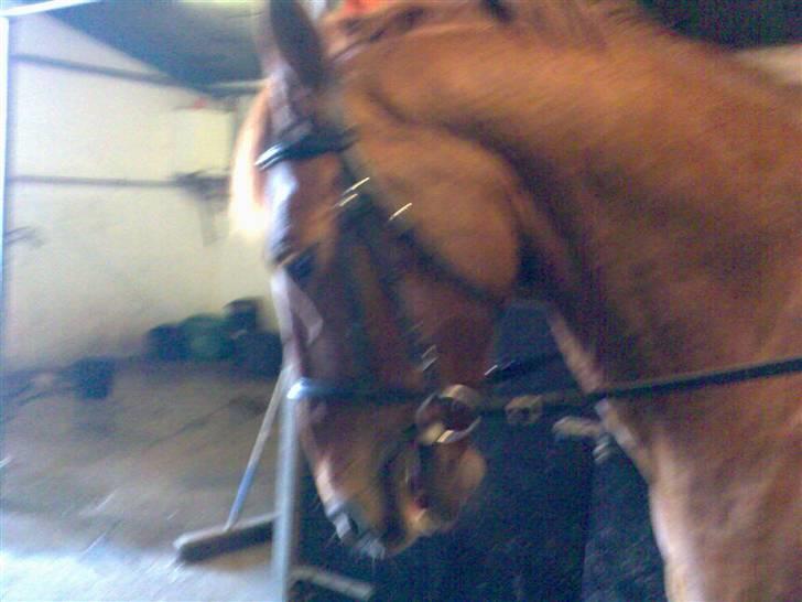 Anden særlig race Stald Gipsys Bandit - skal snart på banen dressur billede 3