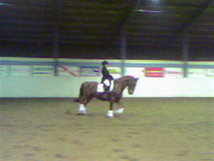 Anden særlig race Stald Gipsys Bandit - LA1 dressur billede 4