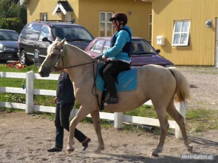 Palomino Åmosens napalina. - Lina er meget ivrig for at komme på springbanen billede 5