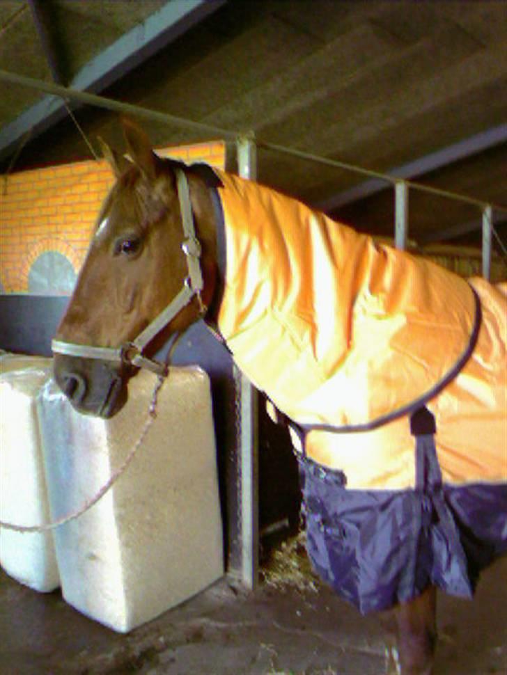 Anden særlig race Stald Gipsys Bandit - nyt dækken <3 billede 5