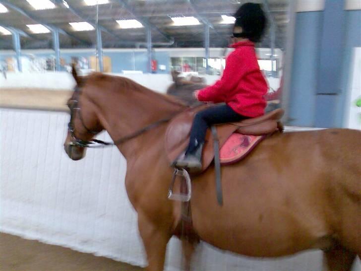 Anden særlig race Stald Gipsys Bandit - Ida og bandit <3 billede 6