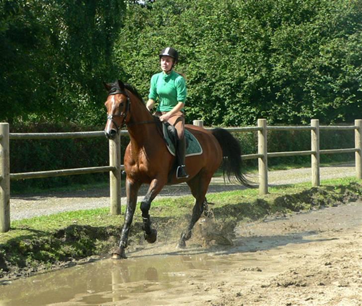 Traver Kalibra Orholm - Vandpjaskeri i galop billede 10
