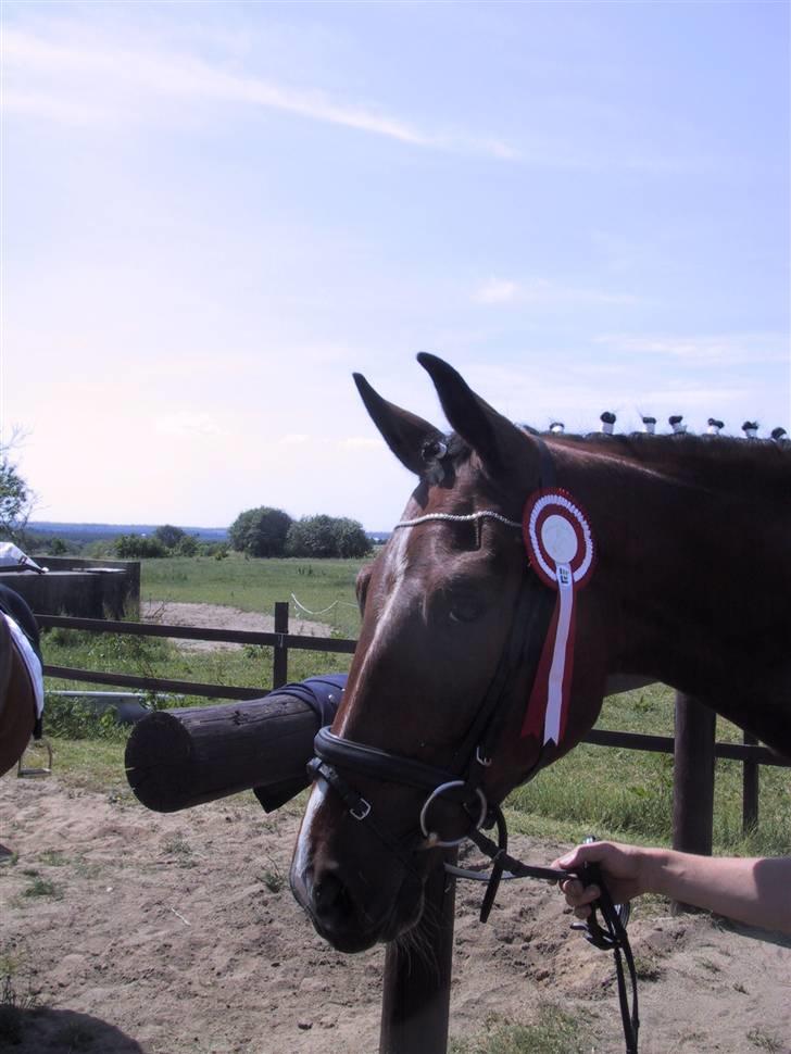 Traver Kalibra Orholm - Rød klær mig nu meget godt synes Kalibra at mene.. :D billede 12