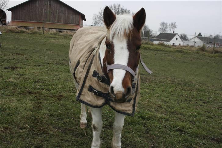 Pinto Cirkeline - Cirkeline står med ørene frame. billede 16