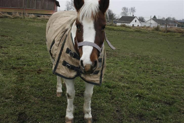 Pinto Cirkeline - Cirkeline kiger på eterlandet. billede 17