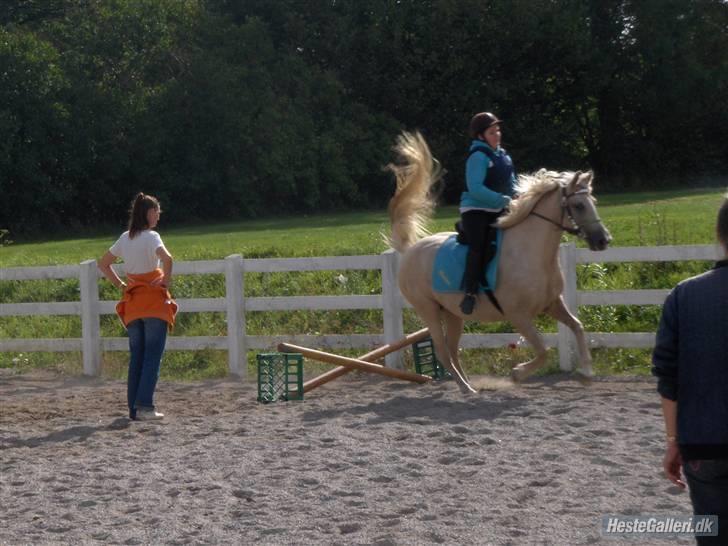 Palomino Åmosens napalina. - Yes, vi kom igennem med en 3. plads billede 7