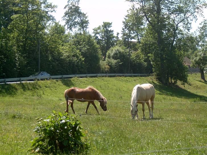 Palomino Åmosens napalina. billede 11