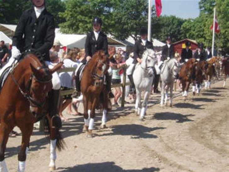 DSP Farinelle 2 - Her er Nelle, jeg og alle de andre seje piger fra Jonstrupgården til kvadrilleopvisning på Roskilde dyrskue. Nelle danner fortrop.  :) billede 15