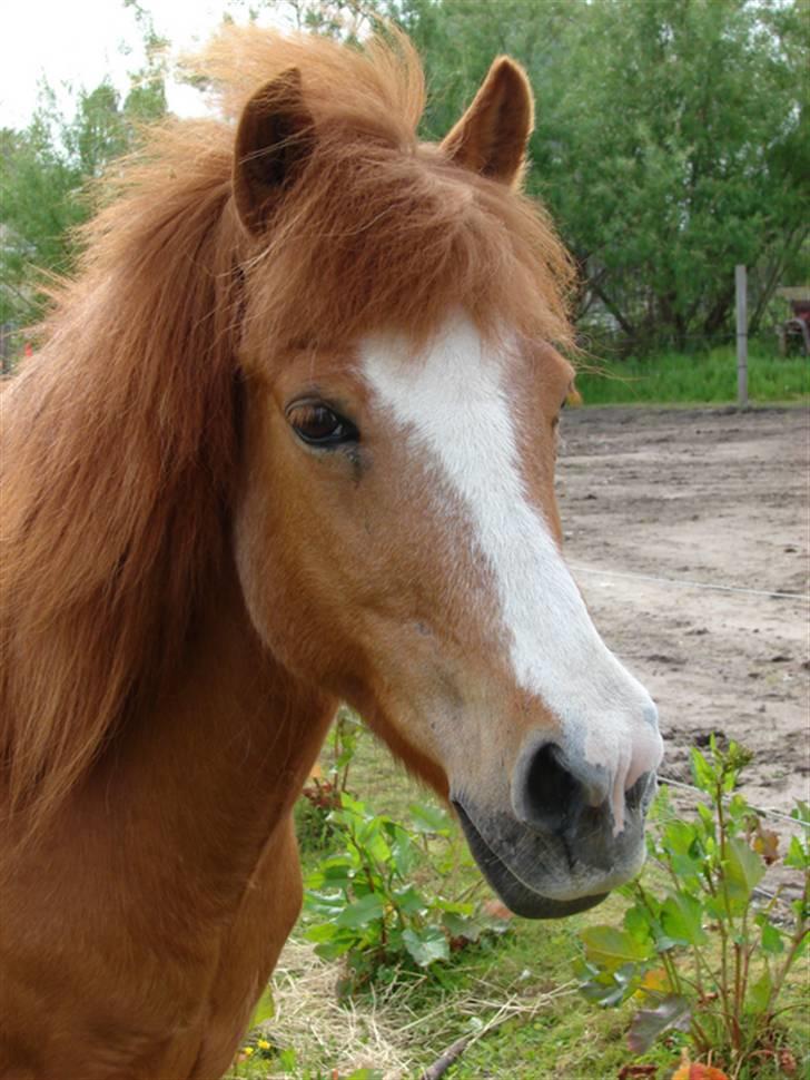 Islænder Lipurtá fra Stenholt - Smukke Lipurtá. Jeg savner hende <3 billede 1