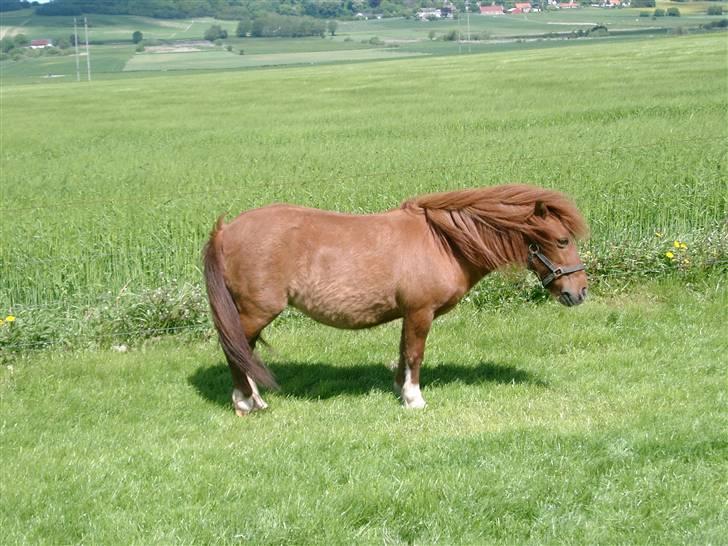Shetlænder Liselotte *Død* - Velkommen til Liselotte profil billede 1