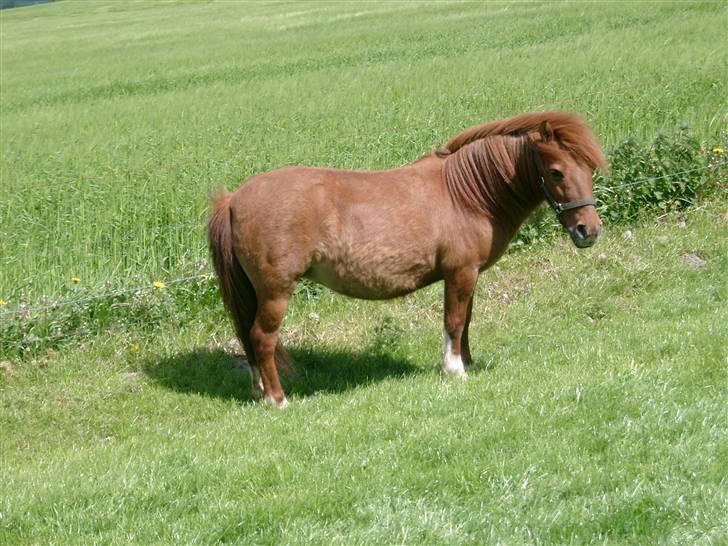 Shetlænder Liselotte *Død* billede 2