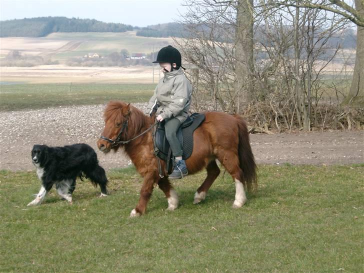 Shetlænder Liselotte *Død* - her er CHRISTOFFER og JACK og LISEN billede 4